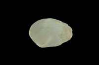 藏品(扁舟螺)的圖片